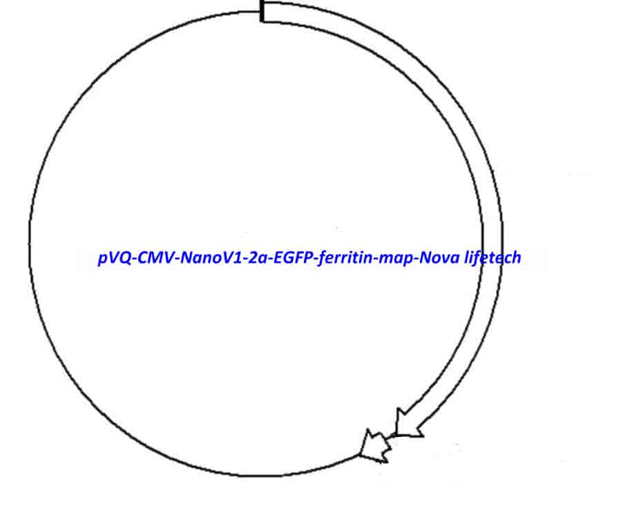 pVQ CMV NanoV1-2a-EGFP ferritin vector - Click Image to Close