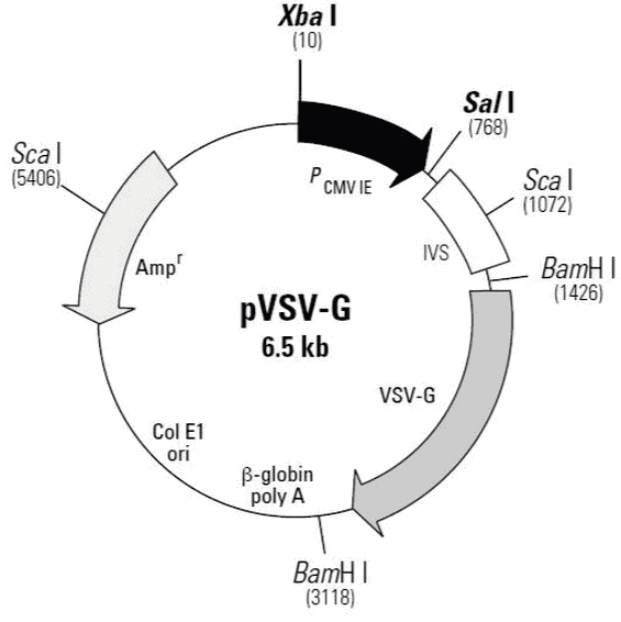 pVSV-G Plasmid - Click Image to Close