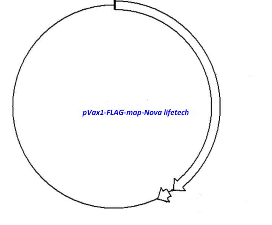 pVax1- FLAG Plasmid - Click Image to Close