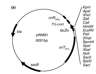 pWM91 Plasmid - Click Image to Close