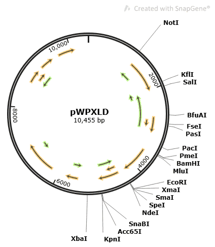 pWPXLD plasmid - Click Image to Close