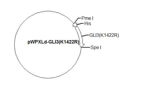 pWPXLd-GLI3(K1422R) Plasmid