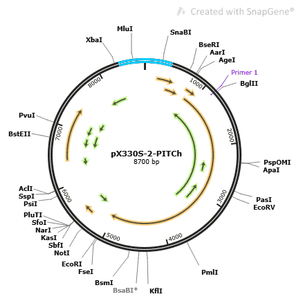 pX330S-2-PITCh Plasmid