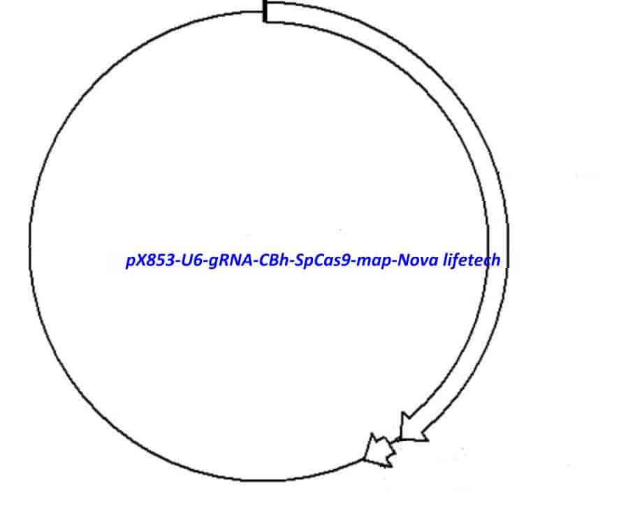 pX853- U6- gRNA- CBh- SpCas9 - Click Image to Close