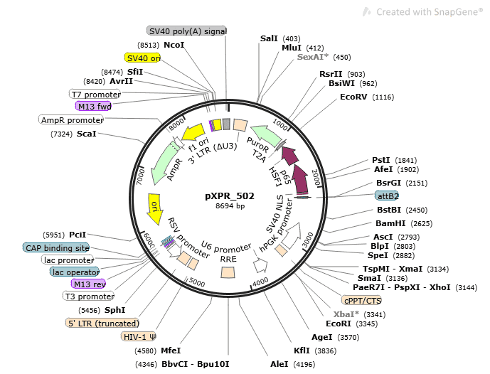 pXPR_502 Plasmid - Click Image to Close