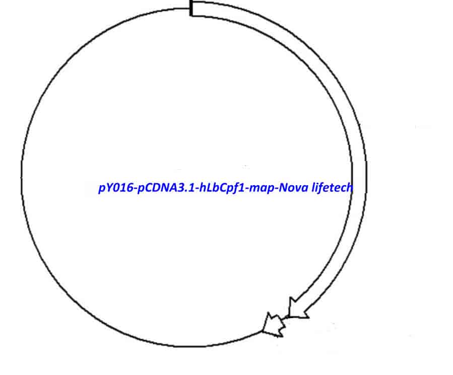 pY016 (pCDNA3.1- hLbCpf1) - Click Image to Close