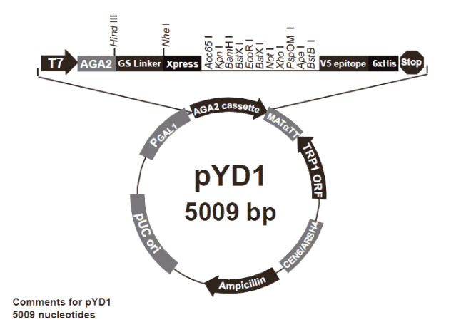 pYD1 - Click Image to Close