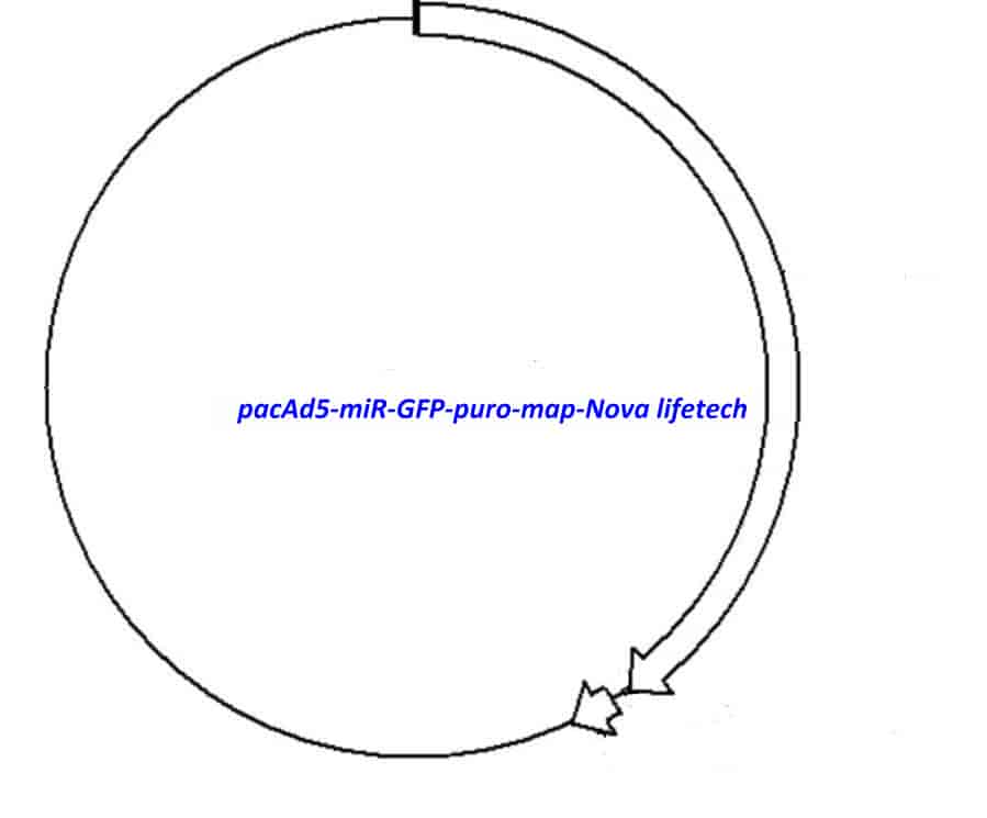 pacAd5- miR- GFP- puro - Click Image to Close