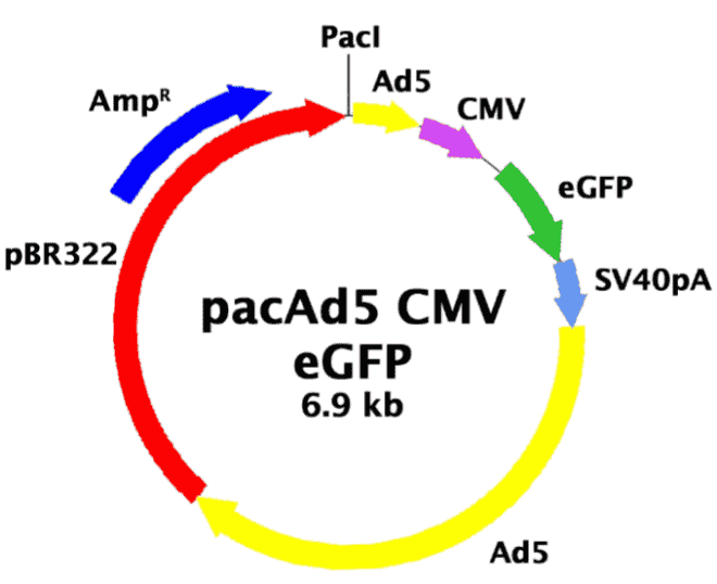pacAd5 CMV-GFP - Click Image to Close
