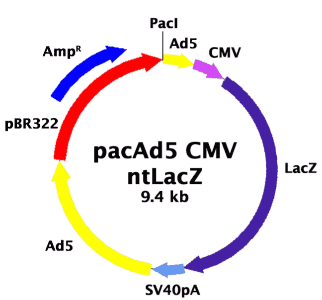 pacAd5 CMV-ntLacZ - Click Image to Close