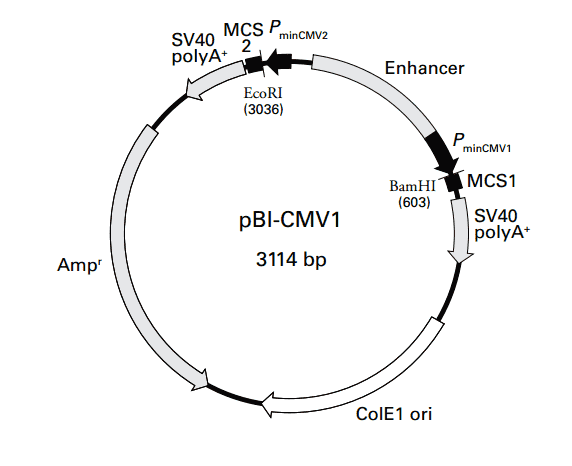 pBI-CMV1 - Click Image to Close