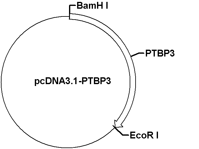 pcDNA 3.1-PTBP3 Plasmid