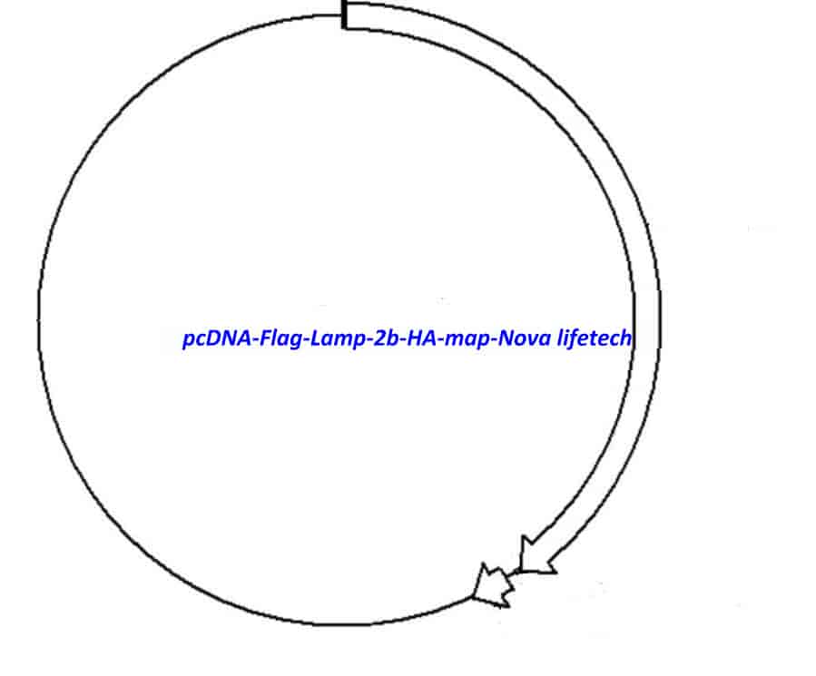 pcDNA Flag Lamp 2b- HA - Click Image to Close