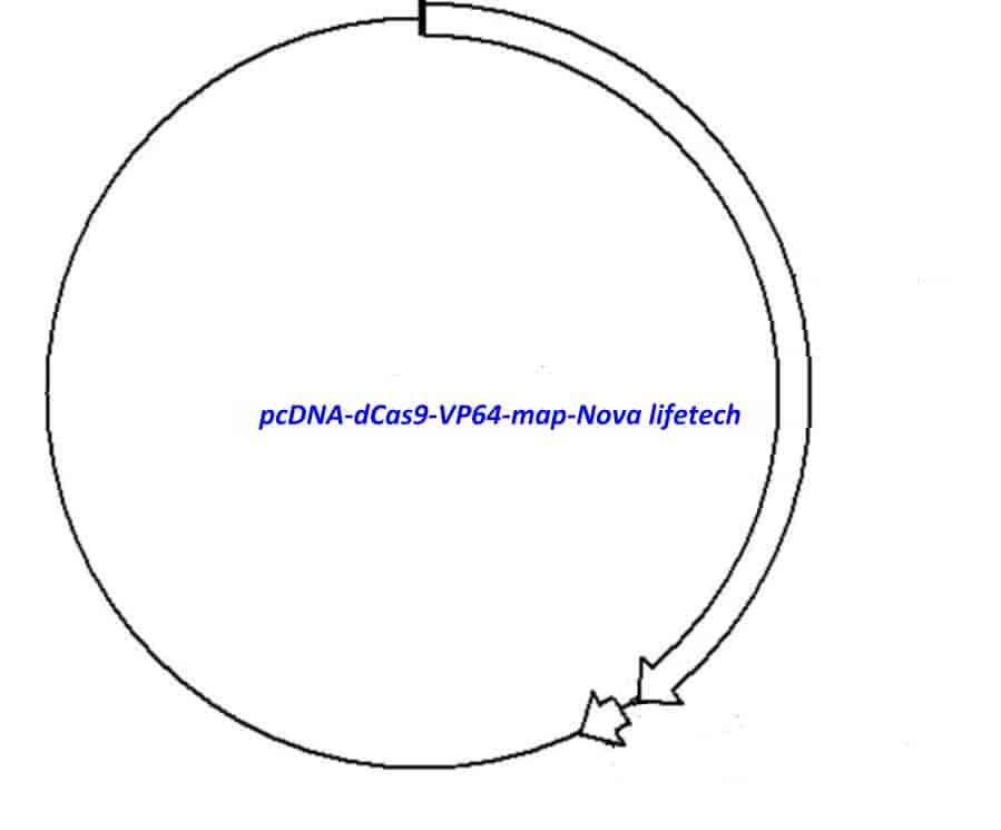 pcDNA- dCas9- VP64 - Click Image to Close