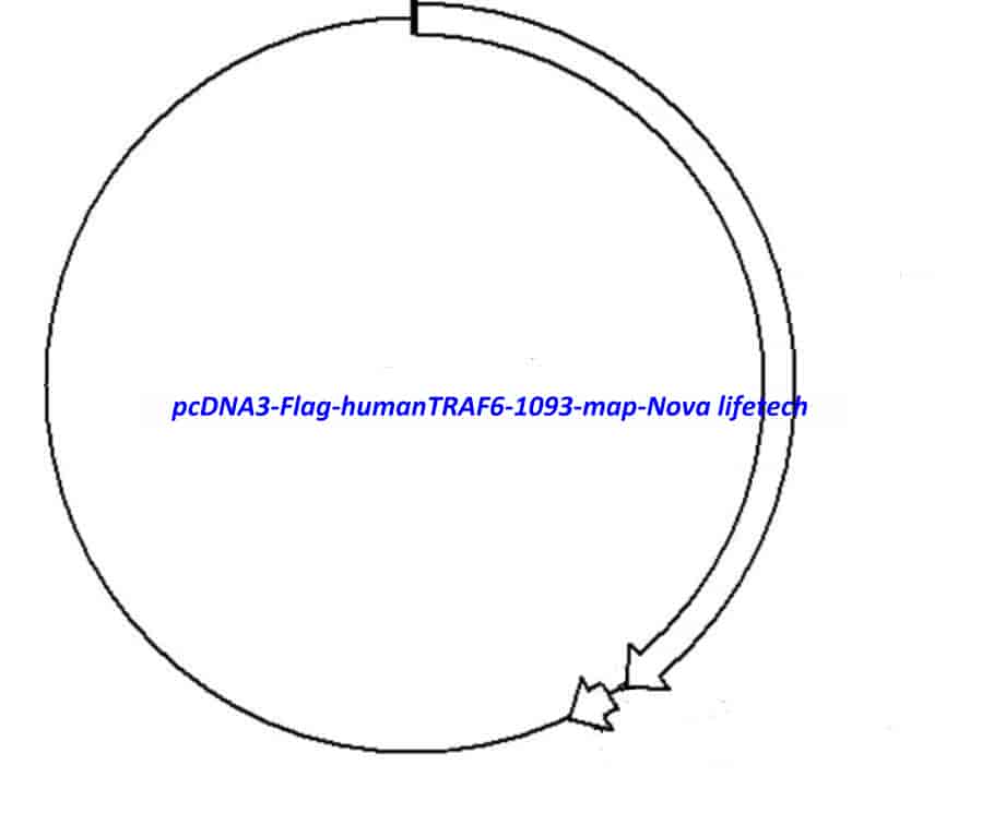 pcDNA3 Flag- humanTRAF6 (1093) - Click Image to Close