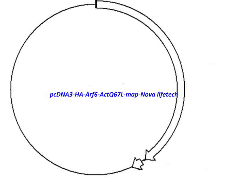 pcDNA3 HA Arf6 ActQ67L vector