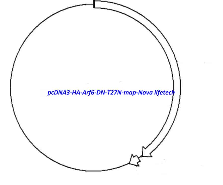 pcDNA3 HA Arf6 DN T27N vector