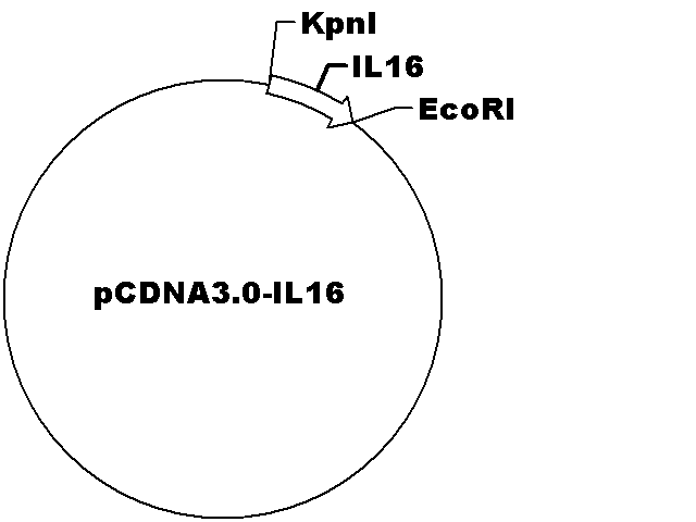 pcDNA3.0-IL16 Plasmid