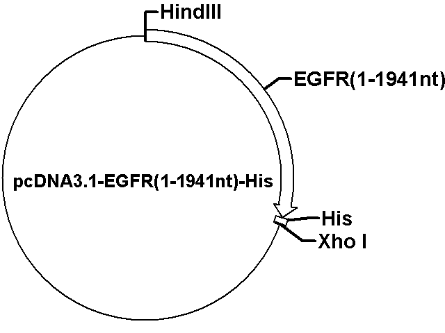 pcDNA3.1-EGFR(1-1941nt)-His Plasmid