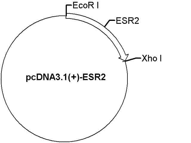 pcDNA3.1(+)-ESR2 Plasmid