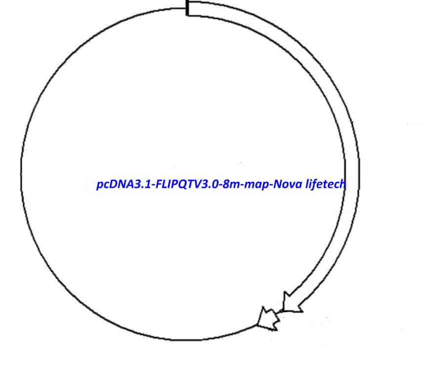 pcDNA3.1 (- ) FLIPQTV3.0 8m - Click Image to Close
