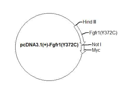 pcDNA3.1(+)-Fgfr1(Y372C) Plasmid