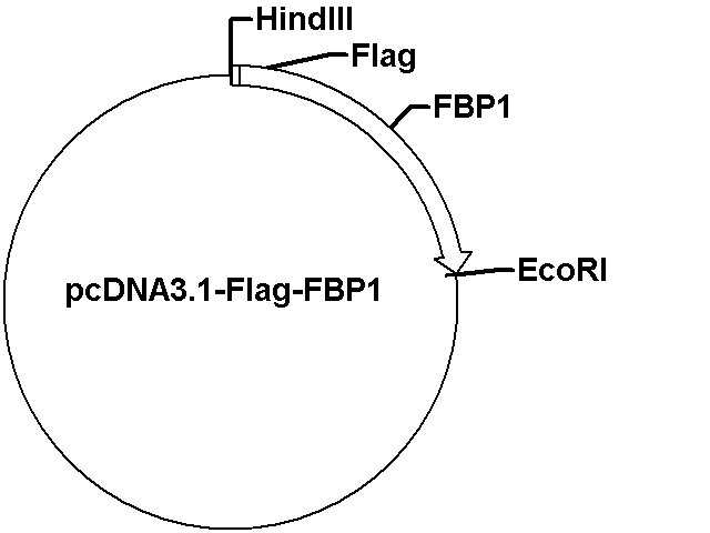 pcDNA3.1-Flag-FBP1 Plasmid