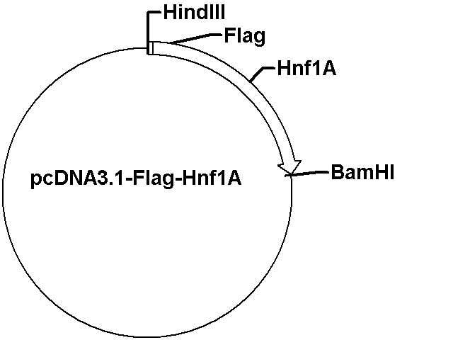 pcDNA3.1-Flag-Hnf1A Plasmid
