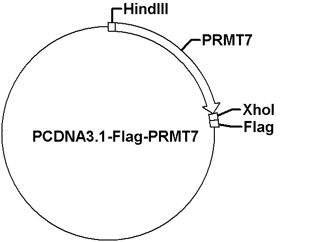 pcDNA3.1-Flag-PRMT7 Plasmid - Click Image to Close