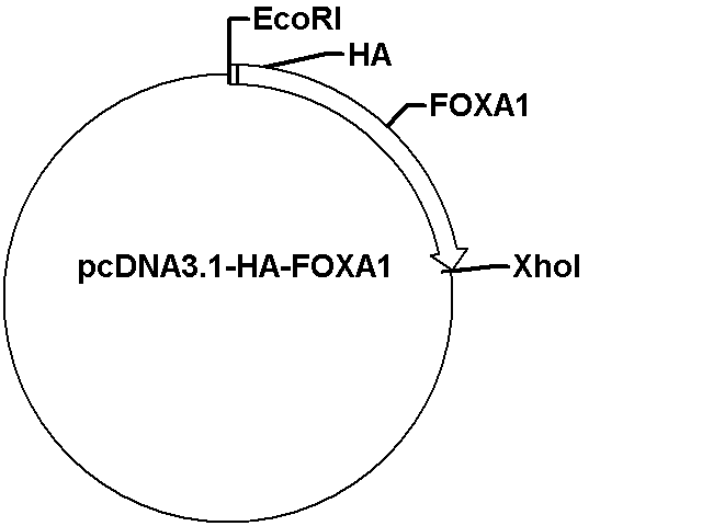 pcDNA3.1-HA-FOXA1 Plasmid