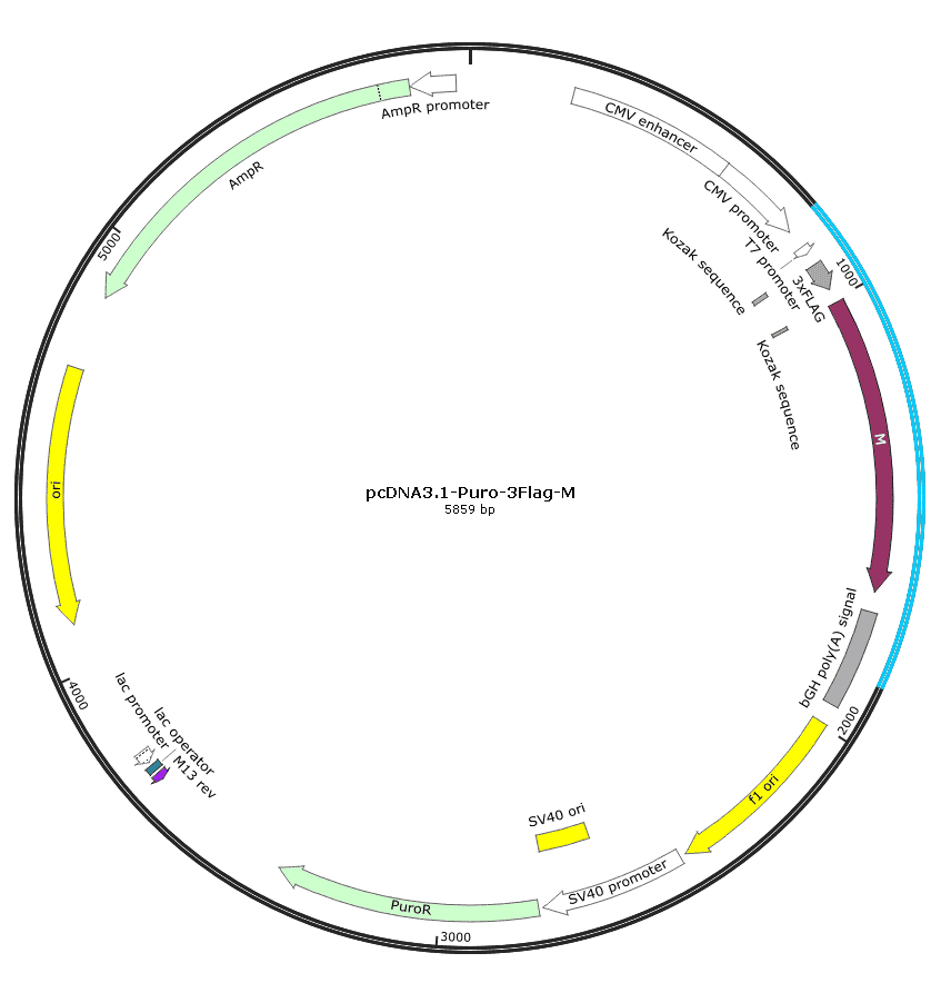 pcDNA3.1-Puro-3Flag-nCoV-M
