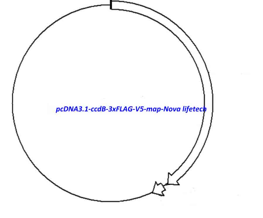 pcDNA3.1-ccdB-3xFLAG-V5 - Click Image to Close