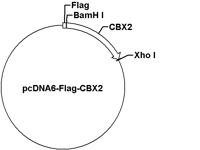 pcDNA6-Flag-CBX2 Plasmid