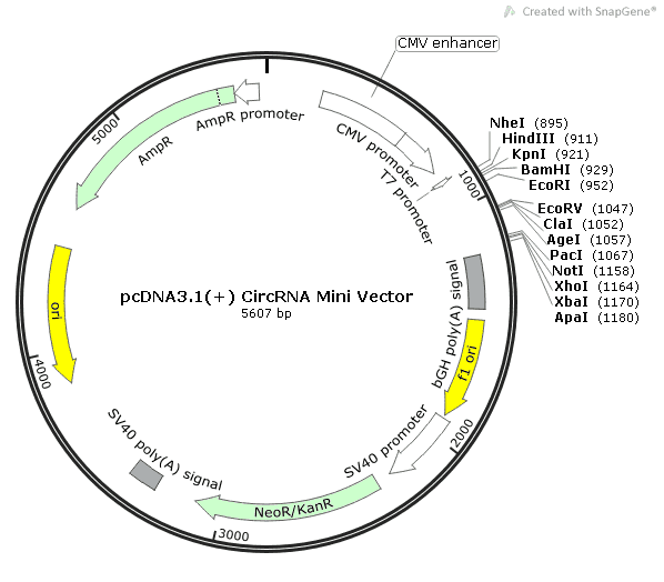 pcDNA3.1(+) CircRNA Mini Vector