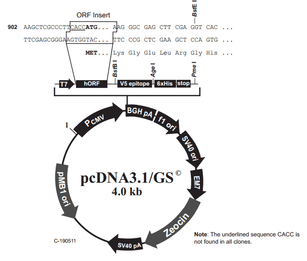 pcDNA3.1/GS - Click Image to Close