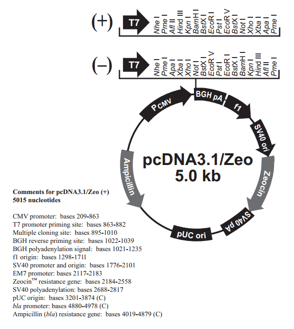pcDNA3.1/Zeo(-)