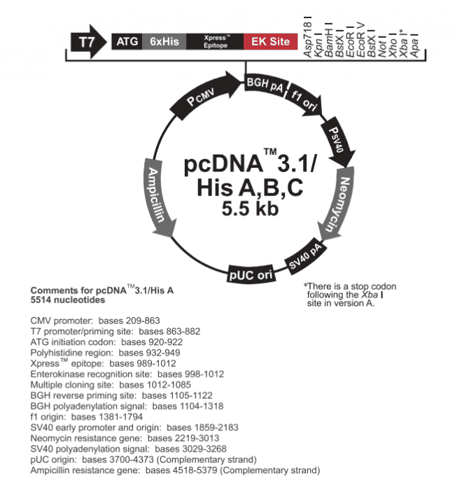 pcDNA3.1/His A - Click Image to Close