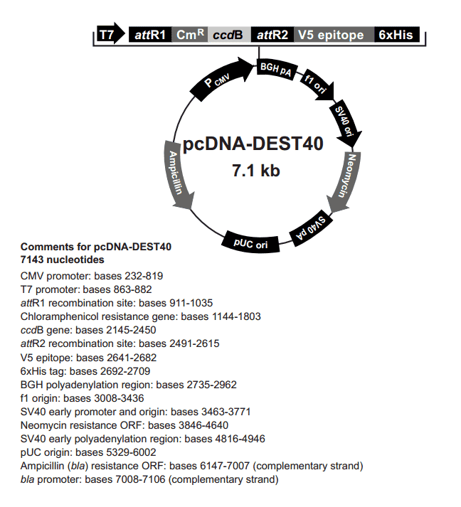 pcDNA-DEST40 - Click Image to Close