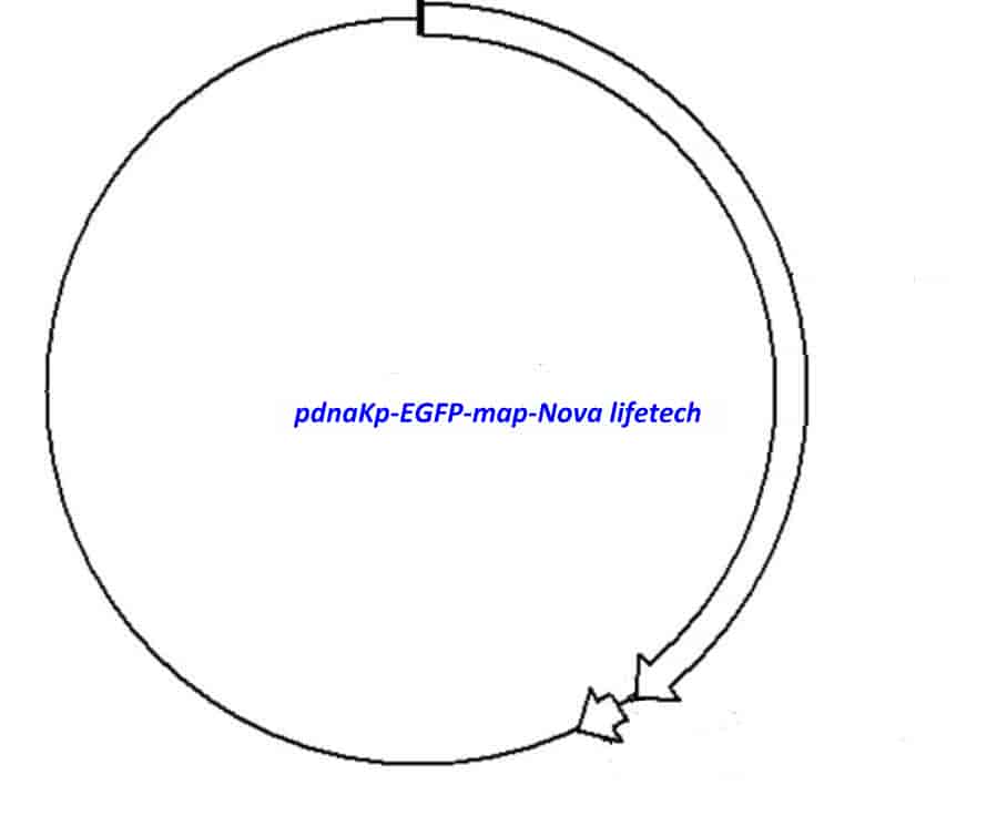 pdnaKp- EGFP - Click Image to Close