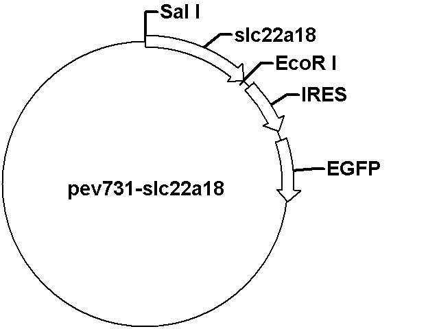 pev731-slc22a18 Plasmid