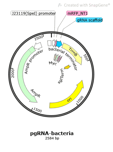 pgRNA- bacteria