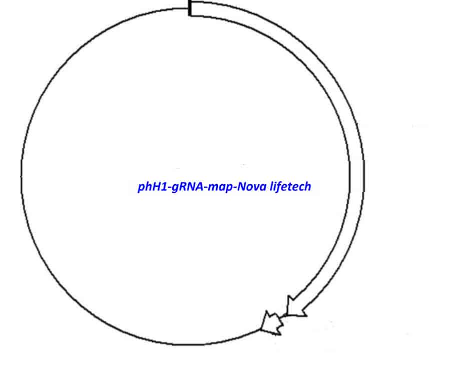 phH1- gRNA - Click Image to Close
