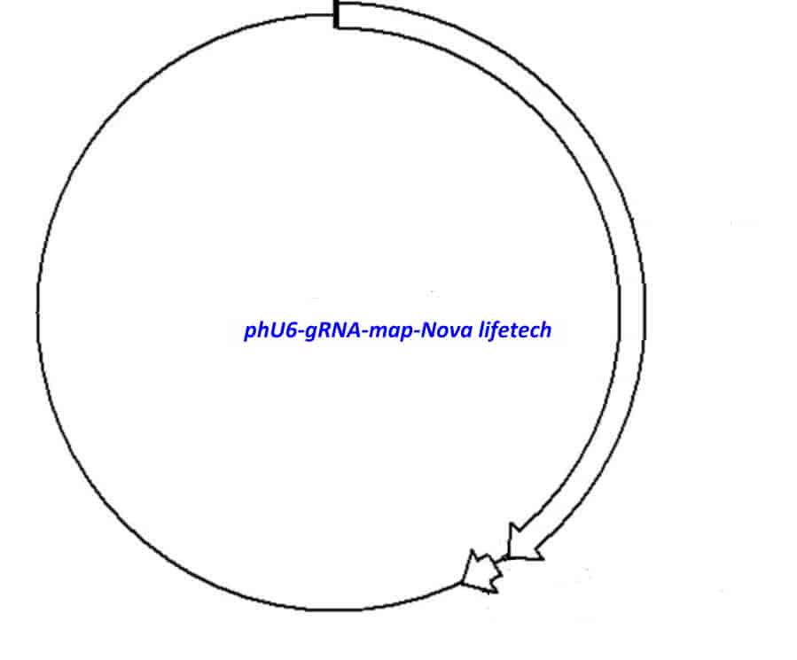 phU6- gRNA - Click Image to Close