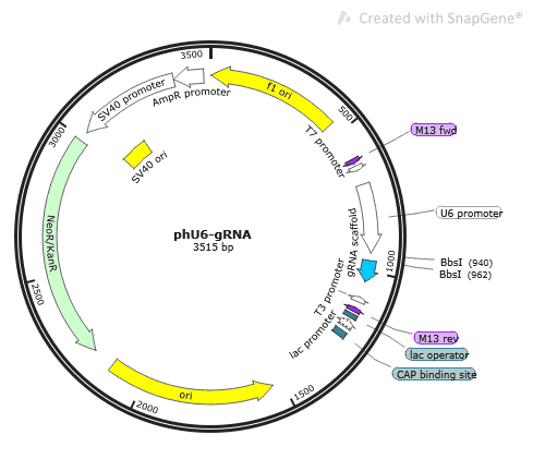 phU6- gRNA - Click Image to Close