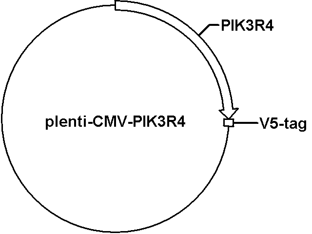 plenti-CMV-PIK3R4 Plasmid