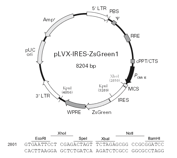 pLVX-IRES-ZsGreen1 - Click Image to Close