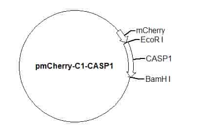 pmCherry-C1-CASP1 Plasmid - Click Image to Close