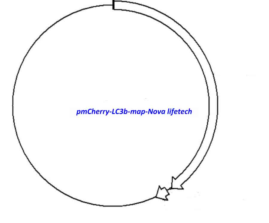 pmCherry- LC3b - Click Image to Close
