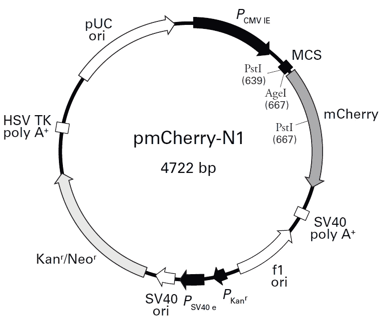 pmCherry-N1 - Click Image to Close