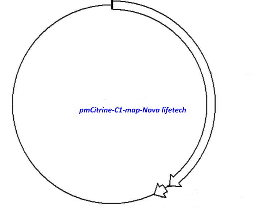 pmCitrine- C1 - Click Image to Close
